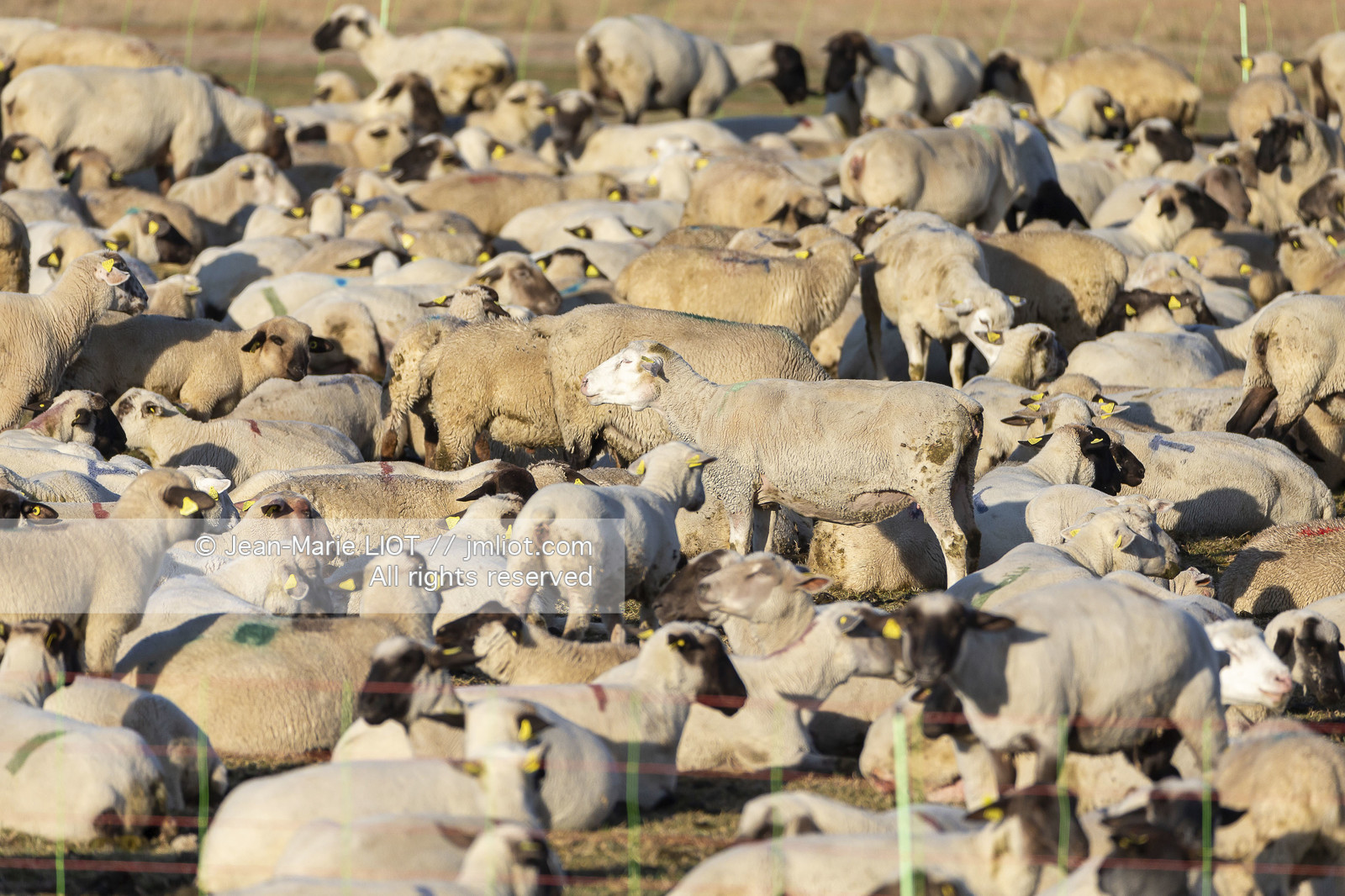 BAIE DE SOMME - 2020