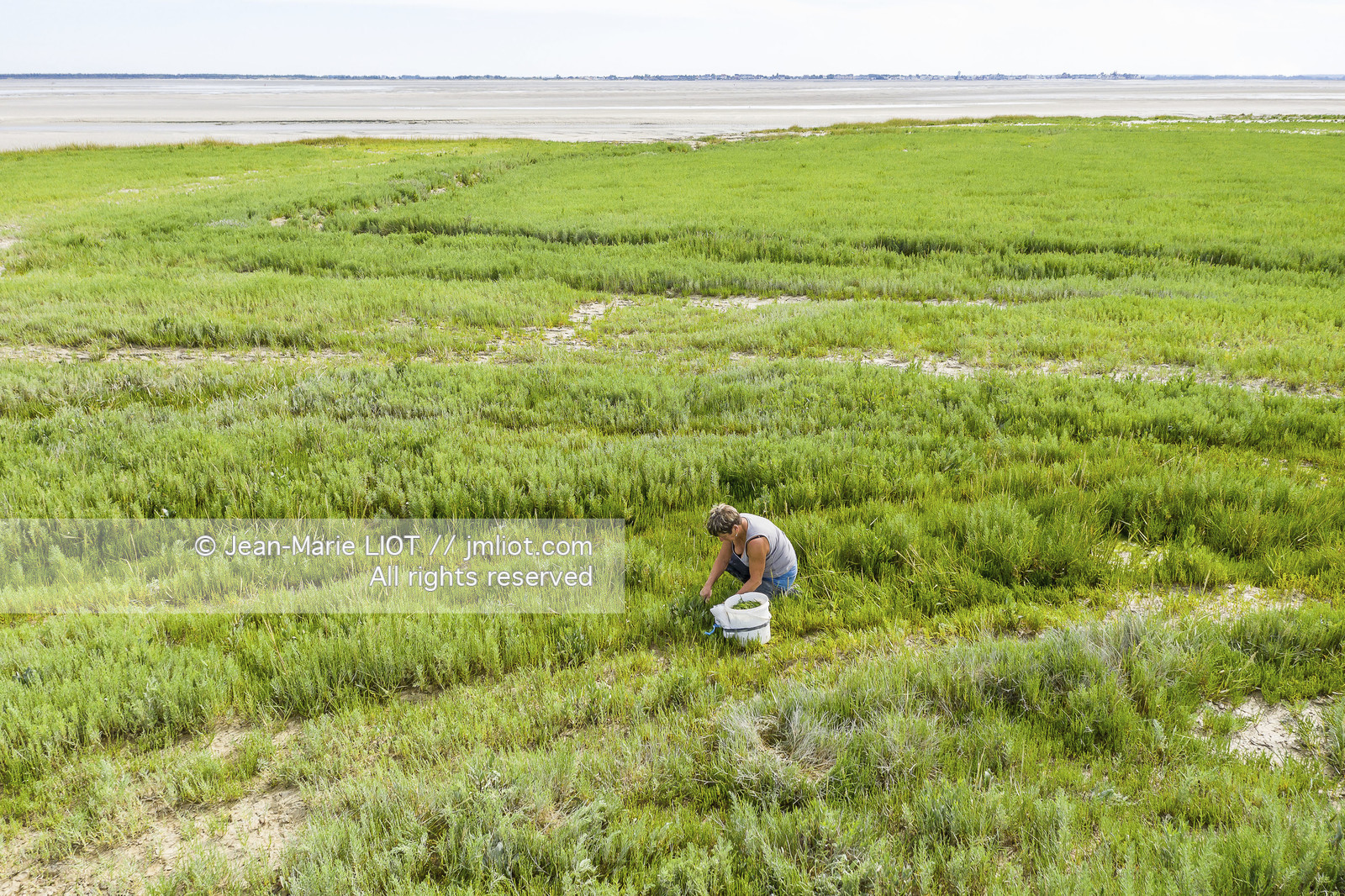 BAIE DE SOMME - 2020