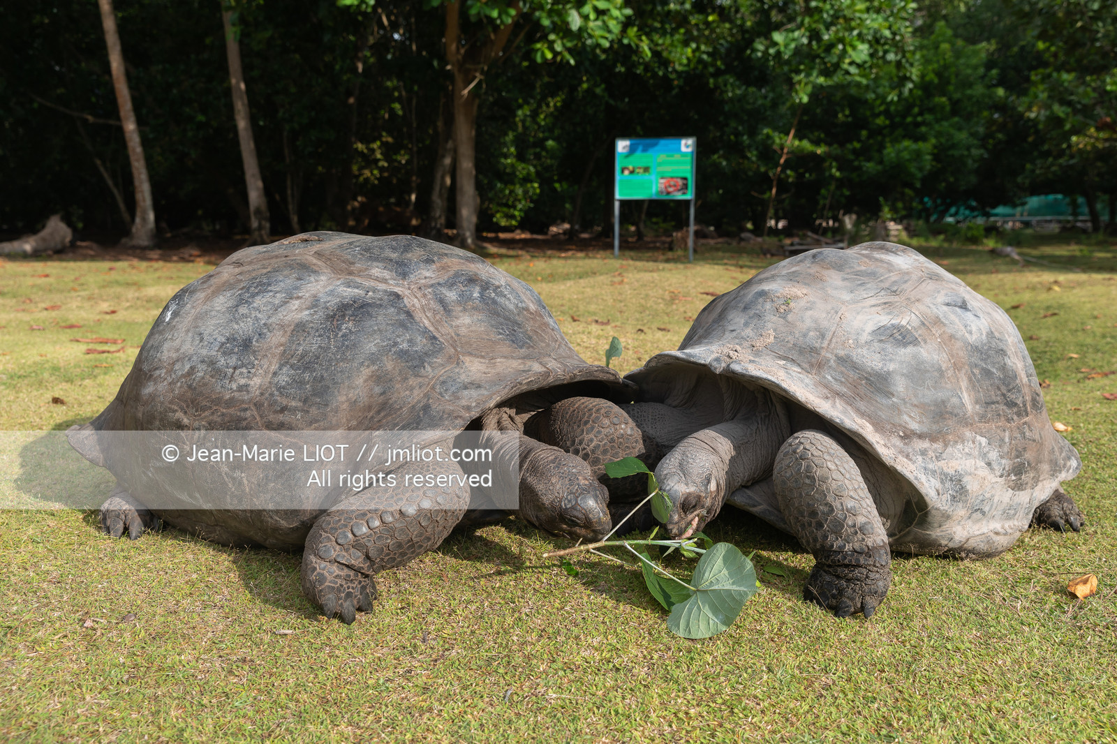 CROISIERE AUX ILES SEYCHELLES
