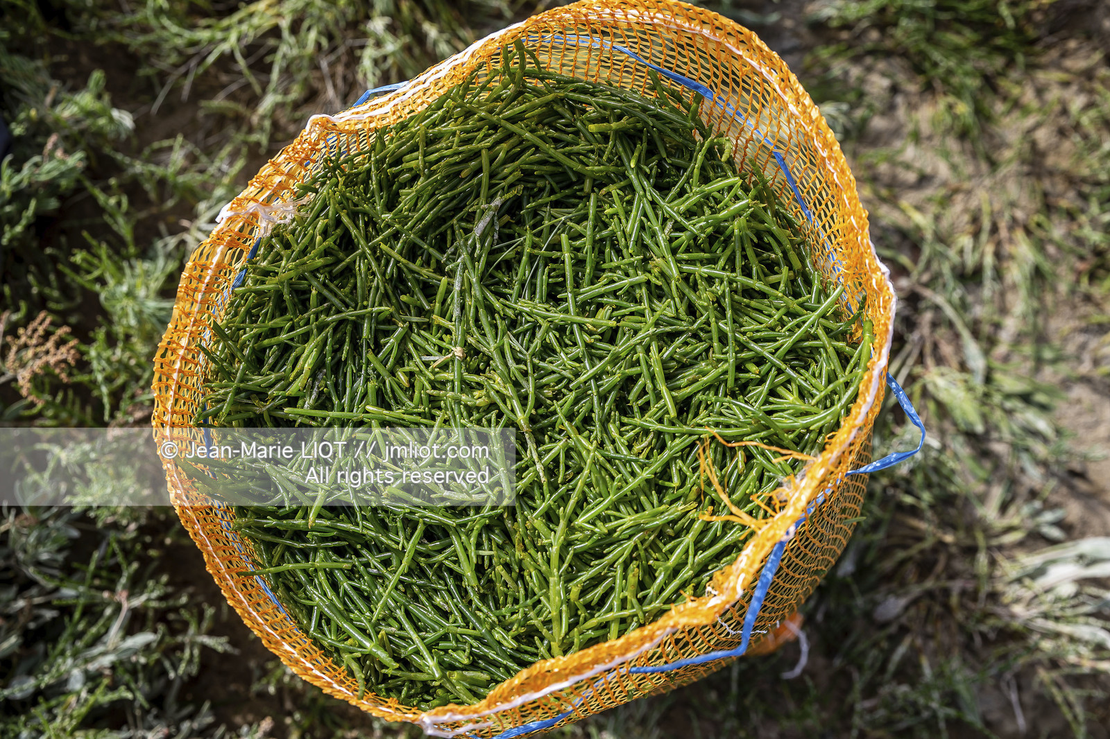 BAIE DE SOMME - 2020