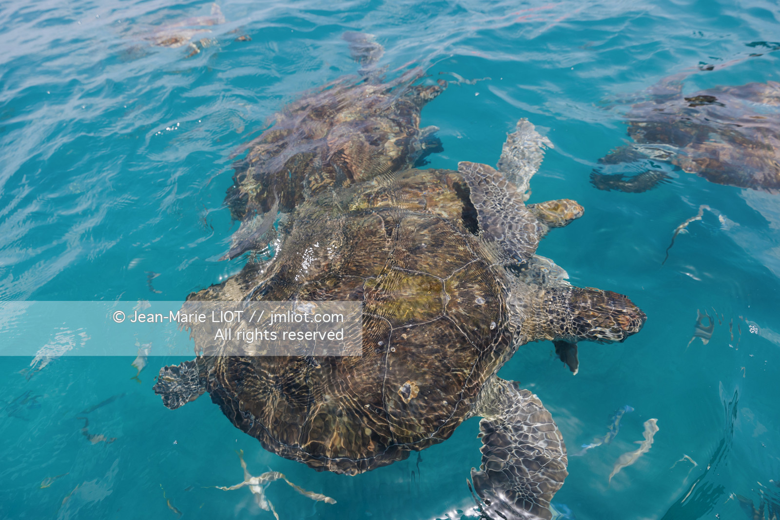 CAP VERT 2022 - ILE DE SAO VINCENTE