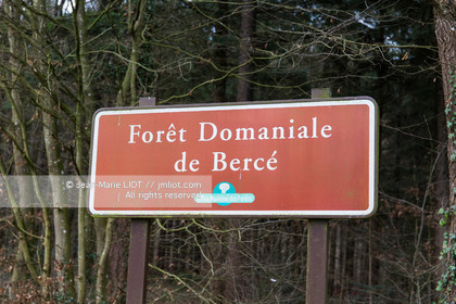 LA VIE DU BOIS