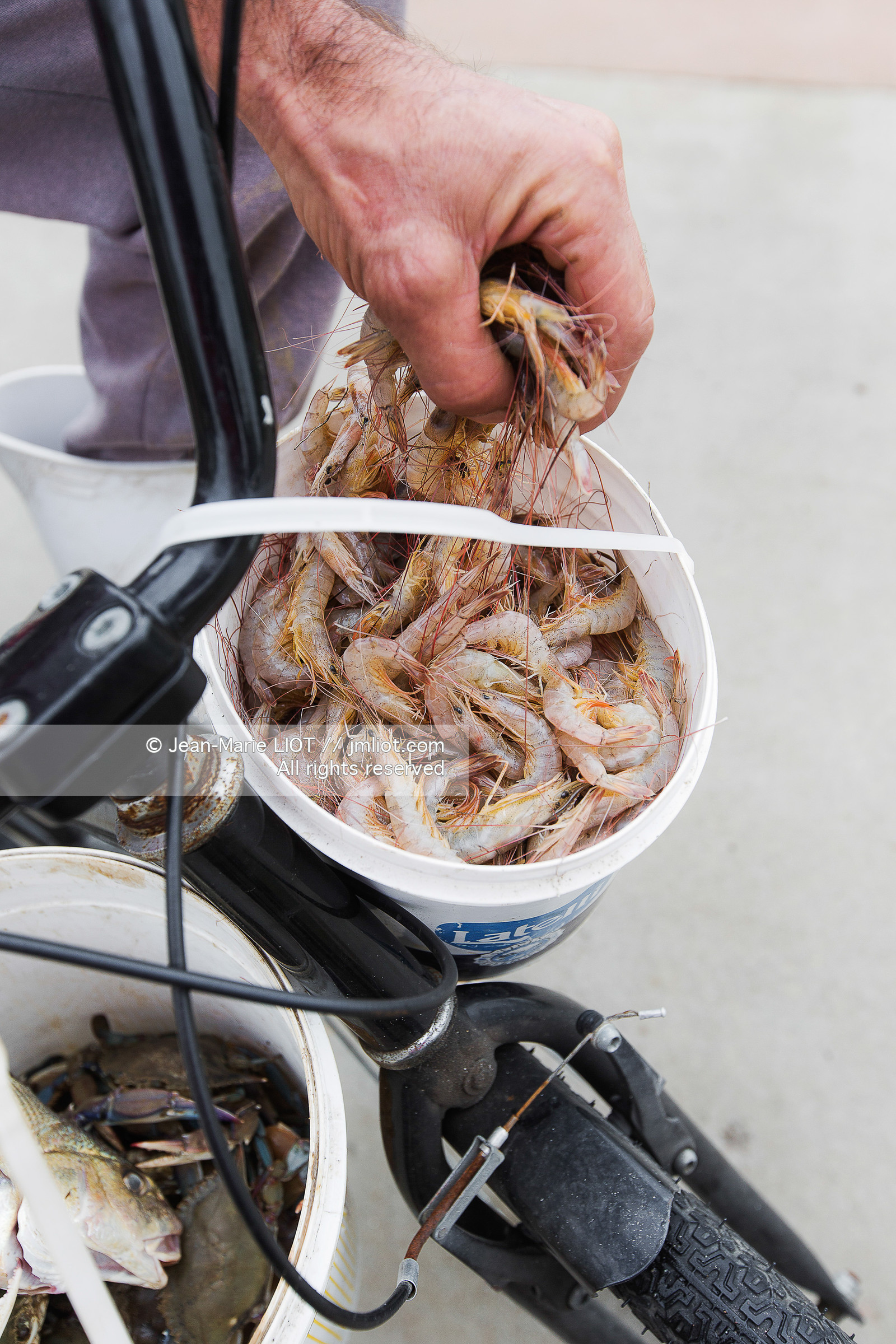 SAILING - TRANSAT JACQUES VABRE 2015 - ILLUSTRATION