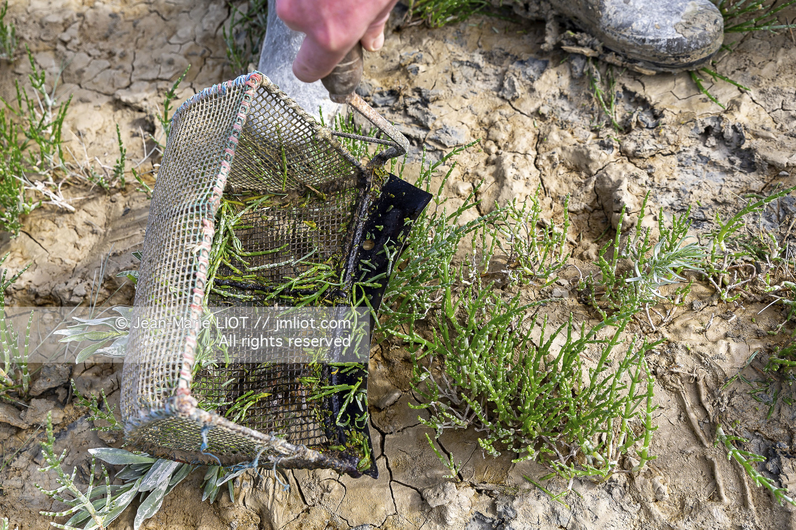 BAIE DE SOMME - 2020