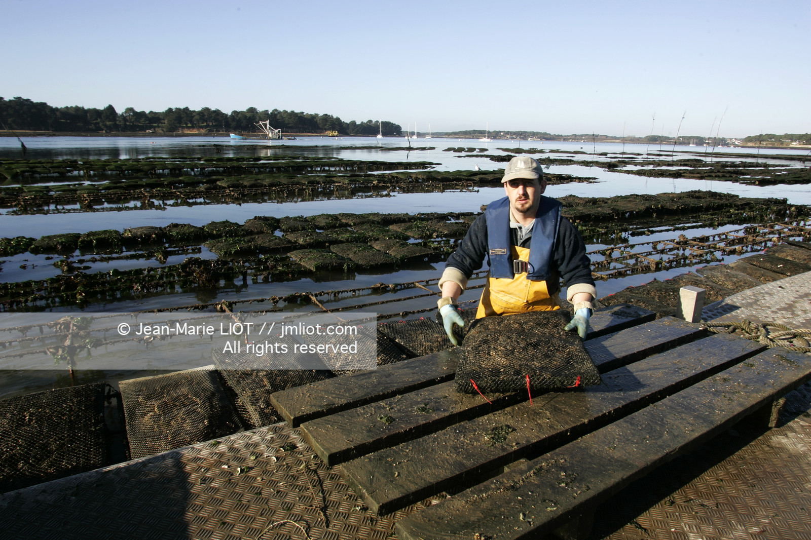 Ostreiculture dans les parcs à huitres du Golfe de Neptune. .photo © JEAN-MARIE LIOT.