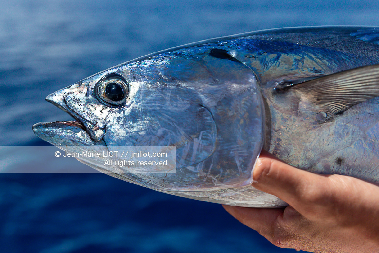 CROISIERE AUX ILES SEYCHELLES