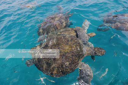 CAP VERT 2022 - ILE DE SAO VINCENTE