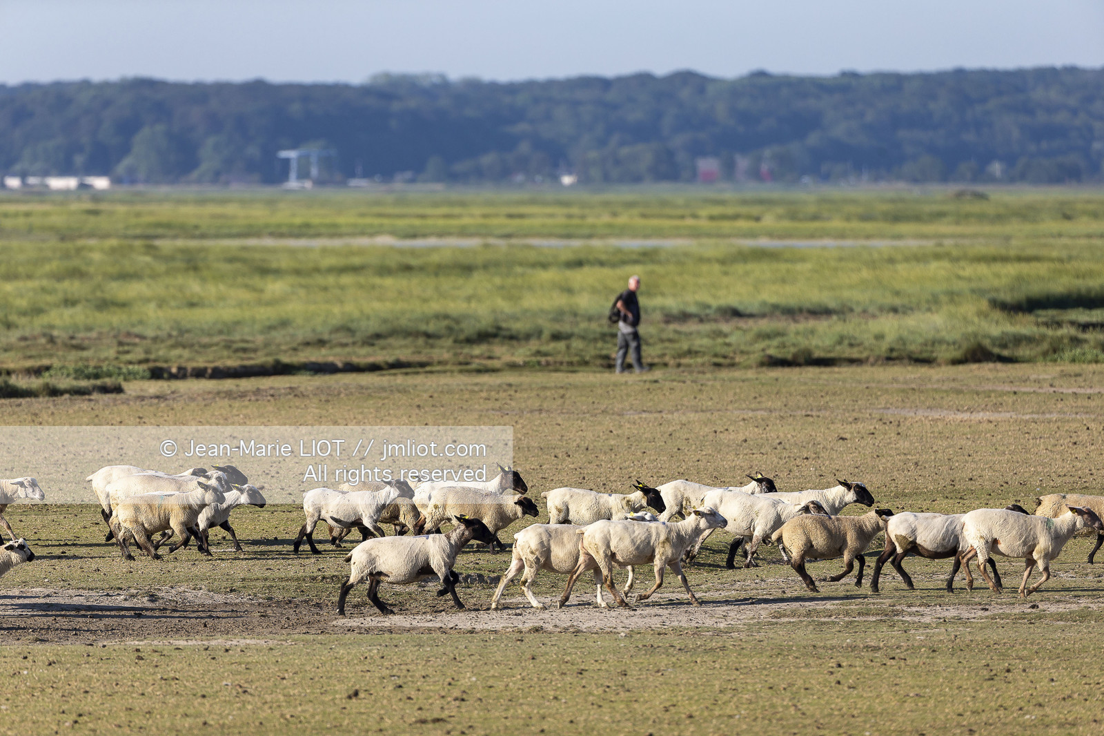 BAIE DE SOMME - 2020