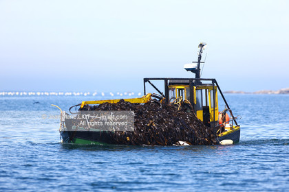 VOIILES ET VOILIERS - ILES OUBLIEES - ILE DE MOLENE