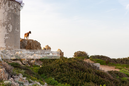 ILE DES EMBIEZ