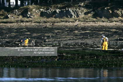 Ostreiculture dans les parcs à huitres du Golfe de Neptune. .photo © JEAN-MARIE LIOT.