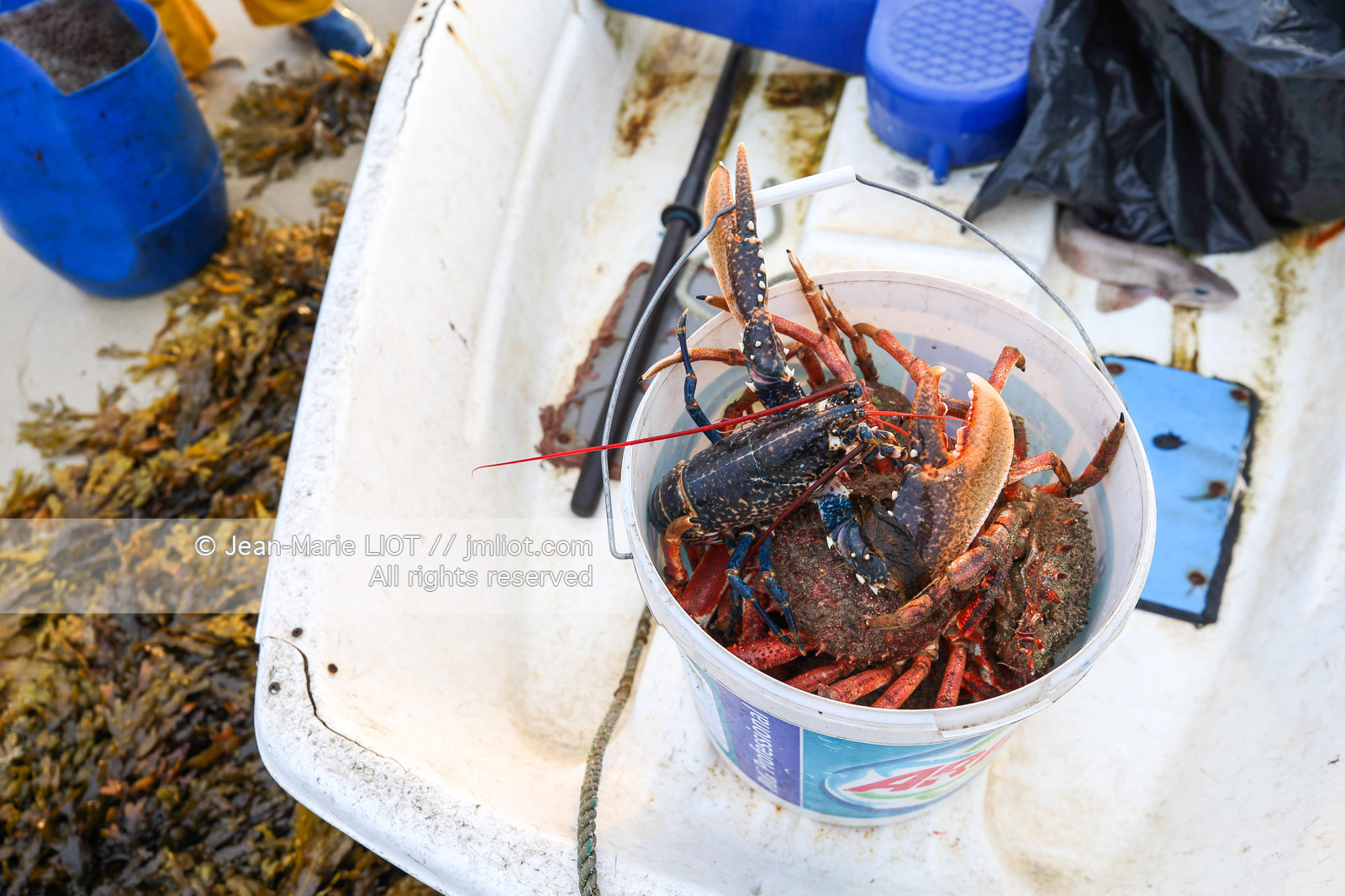 VOIILES ET VOILIERS - ILES OUBLIEES - ILE DE MOLENE